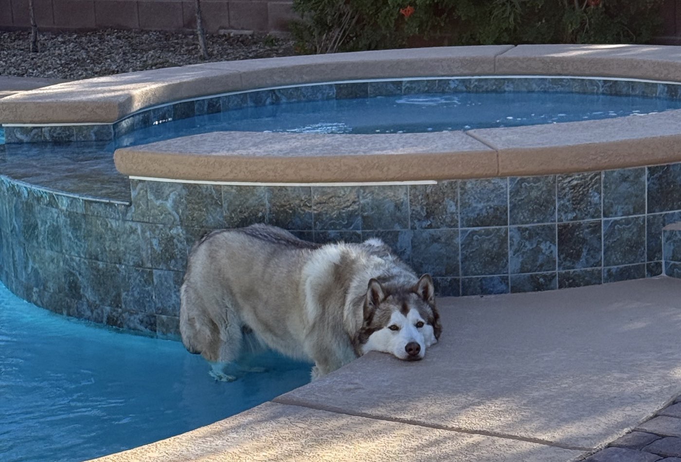 Gracie, a husky, resting at the pool edge with her front paws in the water on a hot Las Vegas summer day