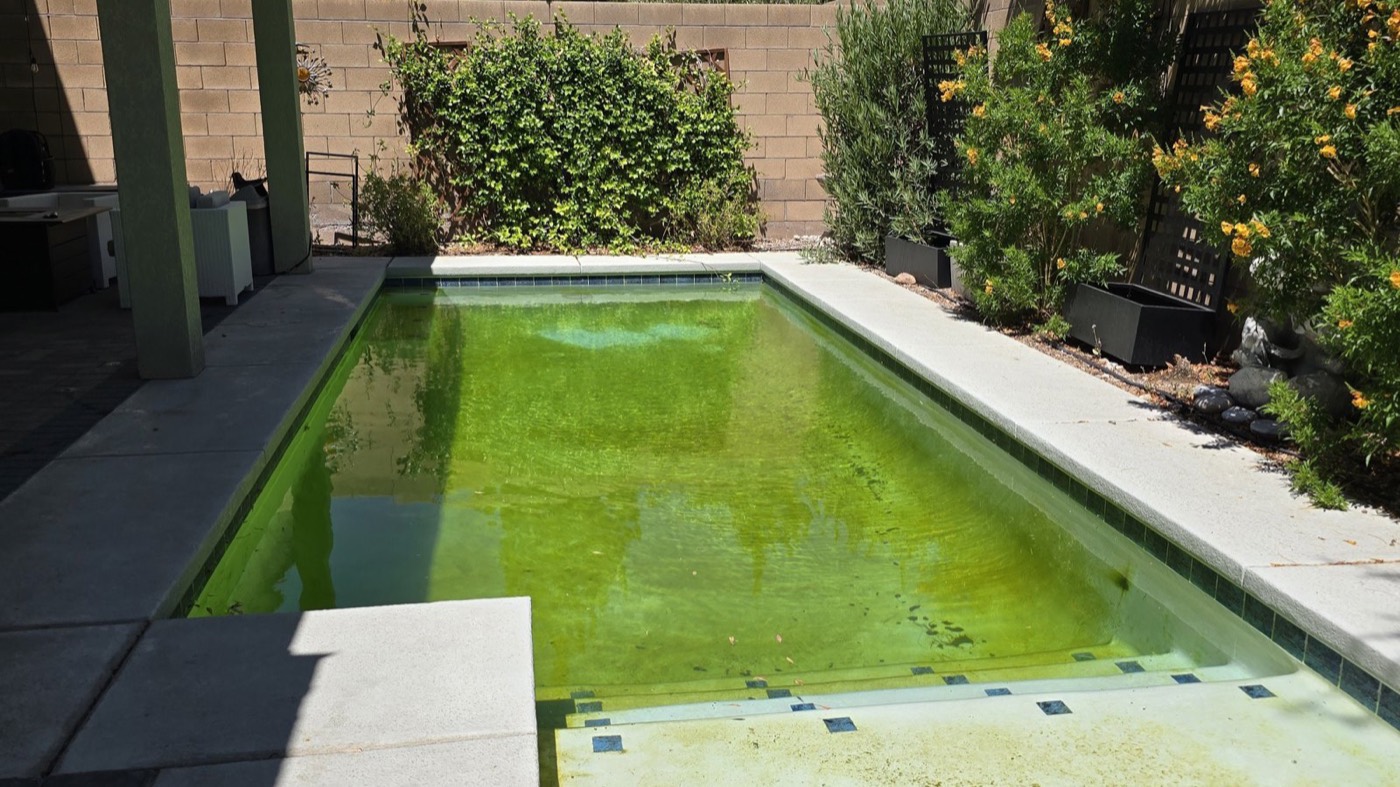 A severe algae bloom in a Las Vegas Valley backyard pool, green water filling the frame, at the start of a 4-day recovery